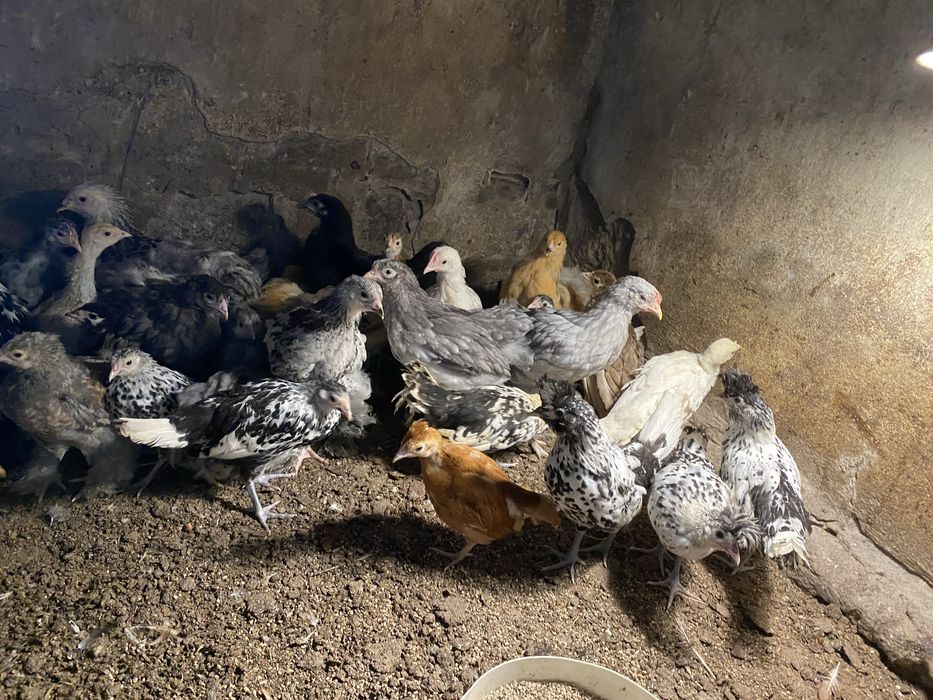 Kury ozdobne hamburkie , appenzeller , brahma , kochin
