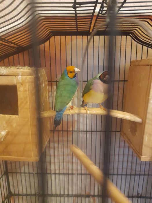 Sprzedam klatkę wraz z 3 amandynkami