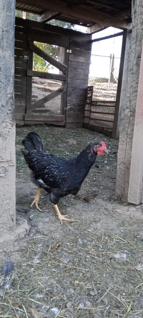 Barnevelder ,kury ozdobne,koguty