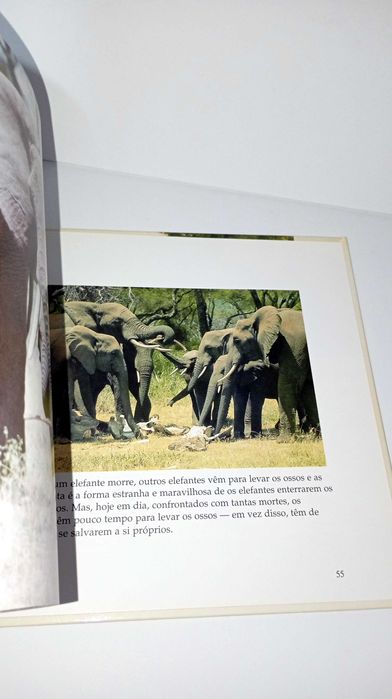 O Livro da Família dos Elefantes