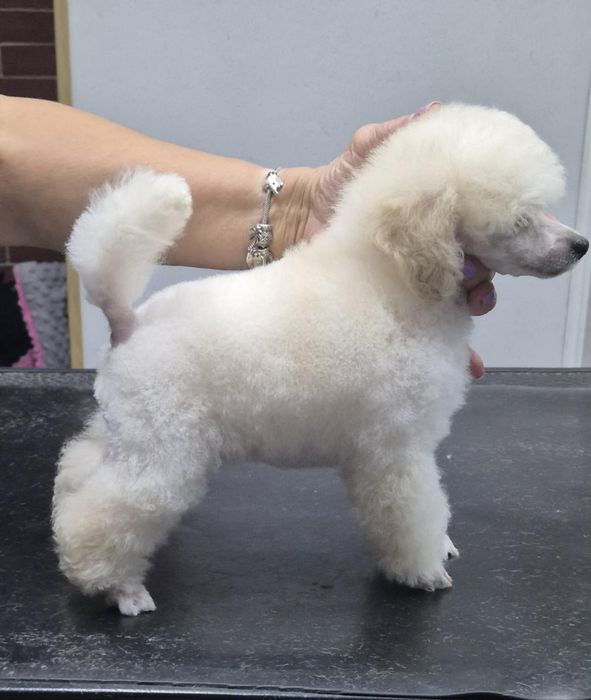 Biały pudel toy Fci Zkwp  6 miesiące  chłopiec