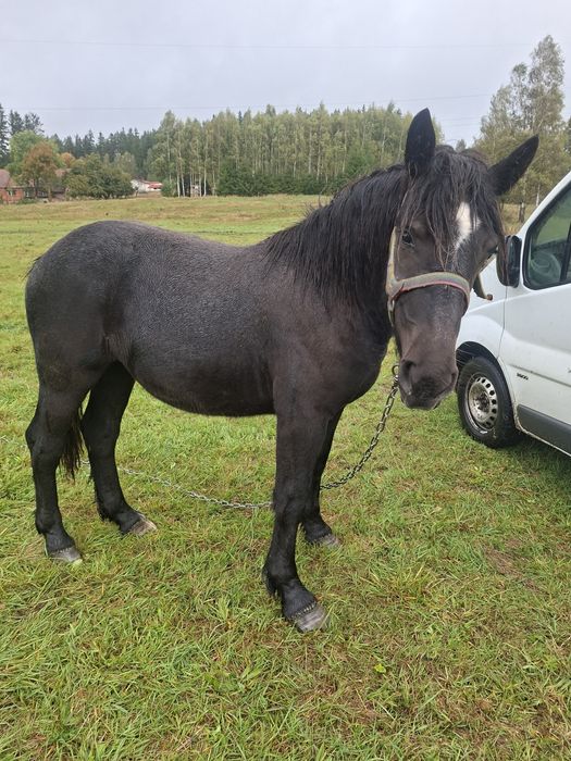 Sprzedam zrebice zimnokrwistom