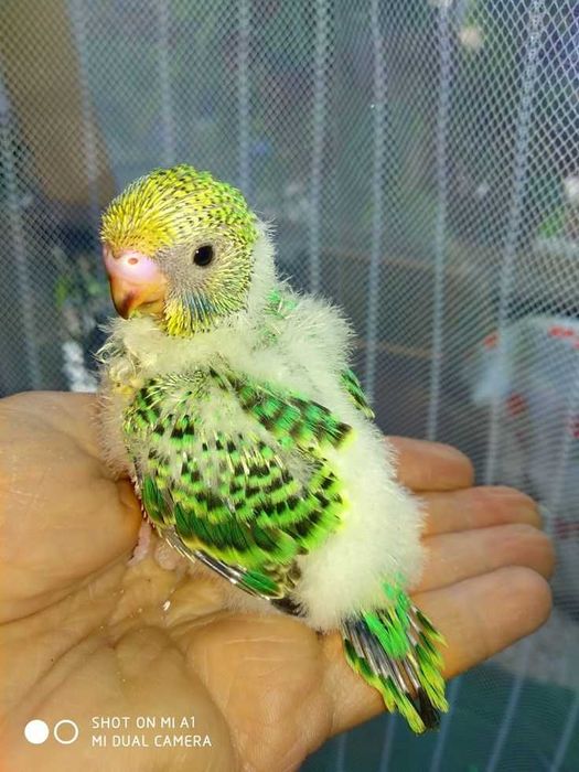 Vendo piriquitos bebés meiguinhos