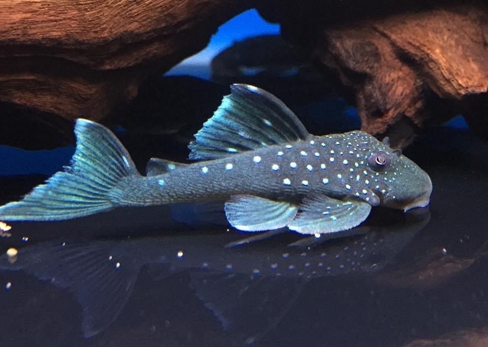 L128 Blue Phantom Pleco - Hypanistrus sp 8-10cm