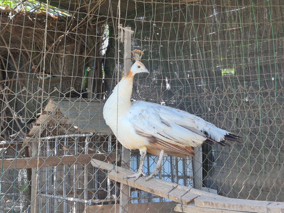 Pavão fêmea com 3 anos