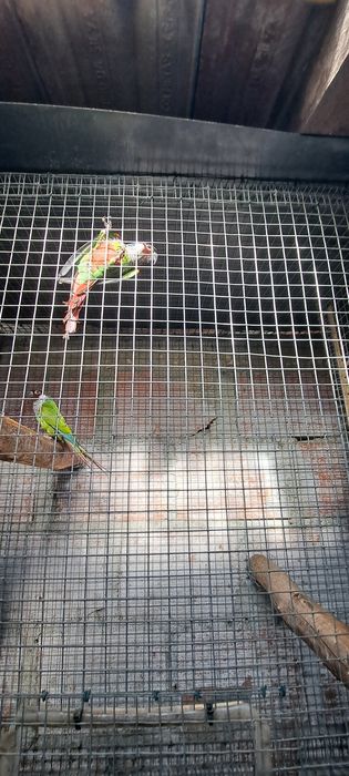 Pyhrrura griseipectus e perlatas