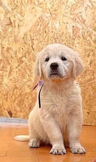 Golden Retriever com LOP