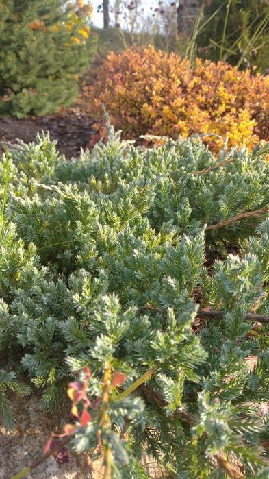 Ялівці горизонтальні, середні : Blue carpet, Dream joy , Pfitzeriana a