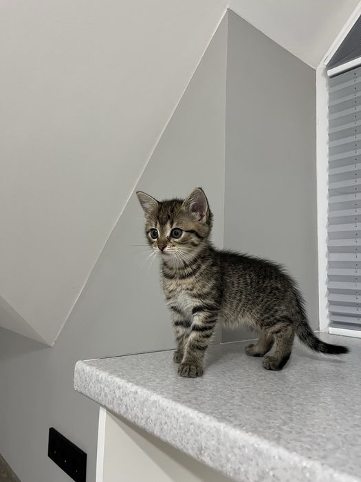 Віддам в добрі руки котиків