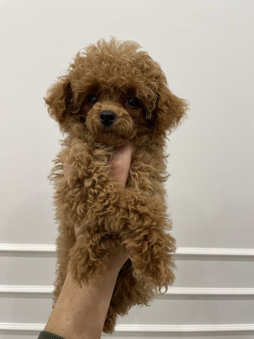 Pudel Toy dostępna sunia red malutka 85dkg.