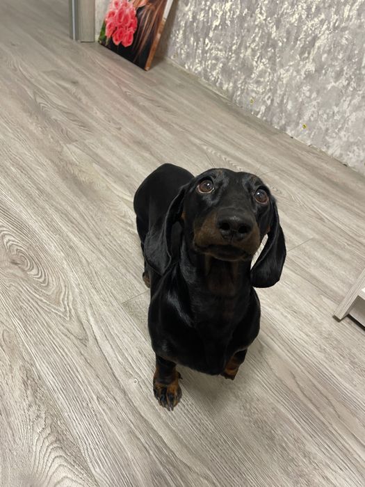 Вʼязка чистокровної такси