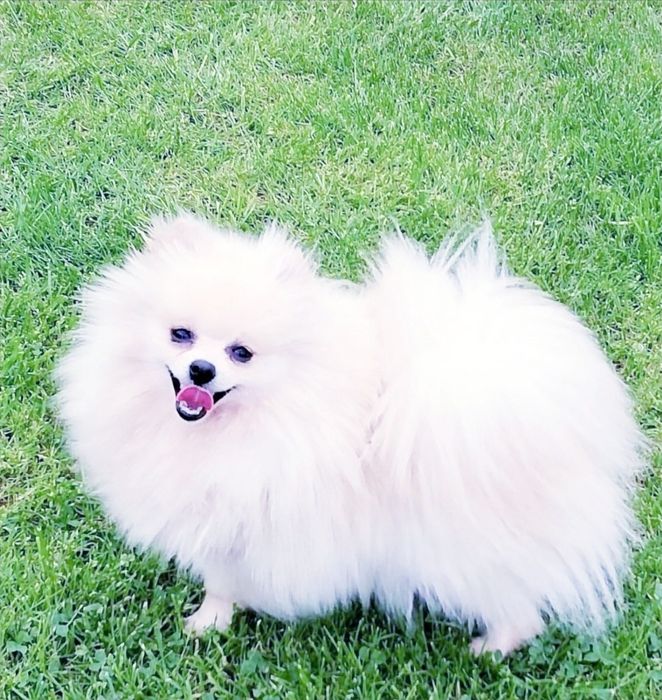 Szpic Miniaturowy-Piesek- Pomeranian