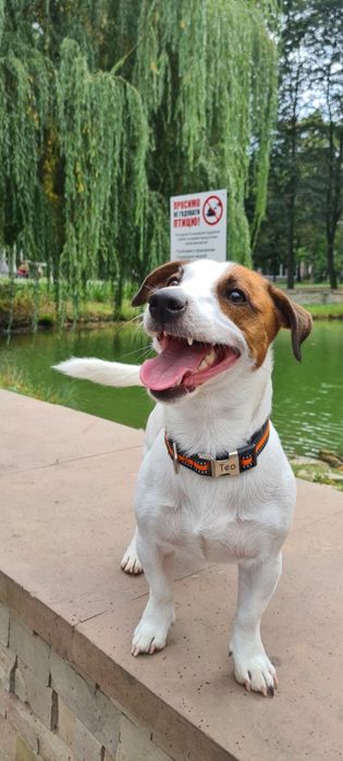 Вʼязка Джек Расел терʼєр хлопчик
