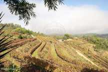 Terreno  para venda