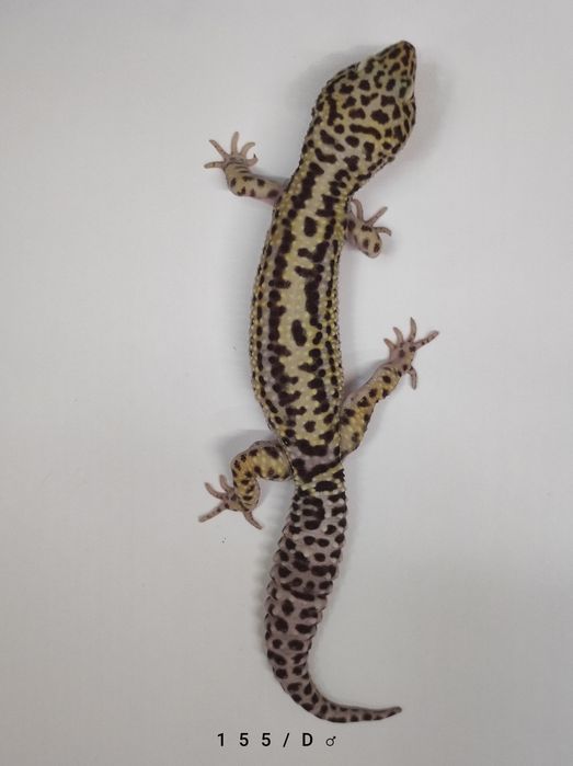 Gekony Lamparcie - Dorosłe Samce i Młode samiczki