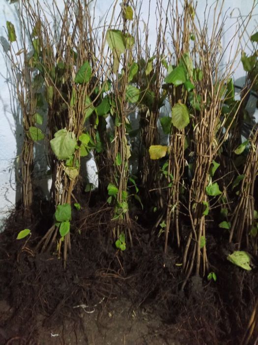 Саджанці відводків фундука / Саженцы фундука (отводки) с питомника.