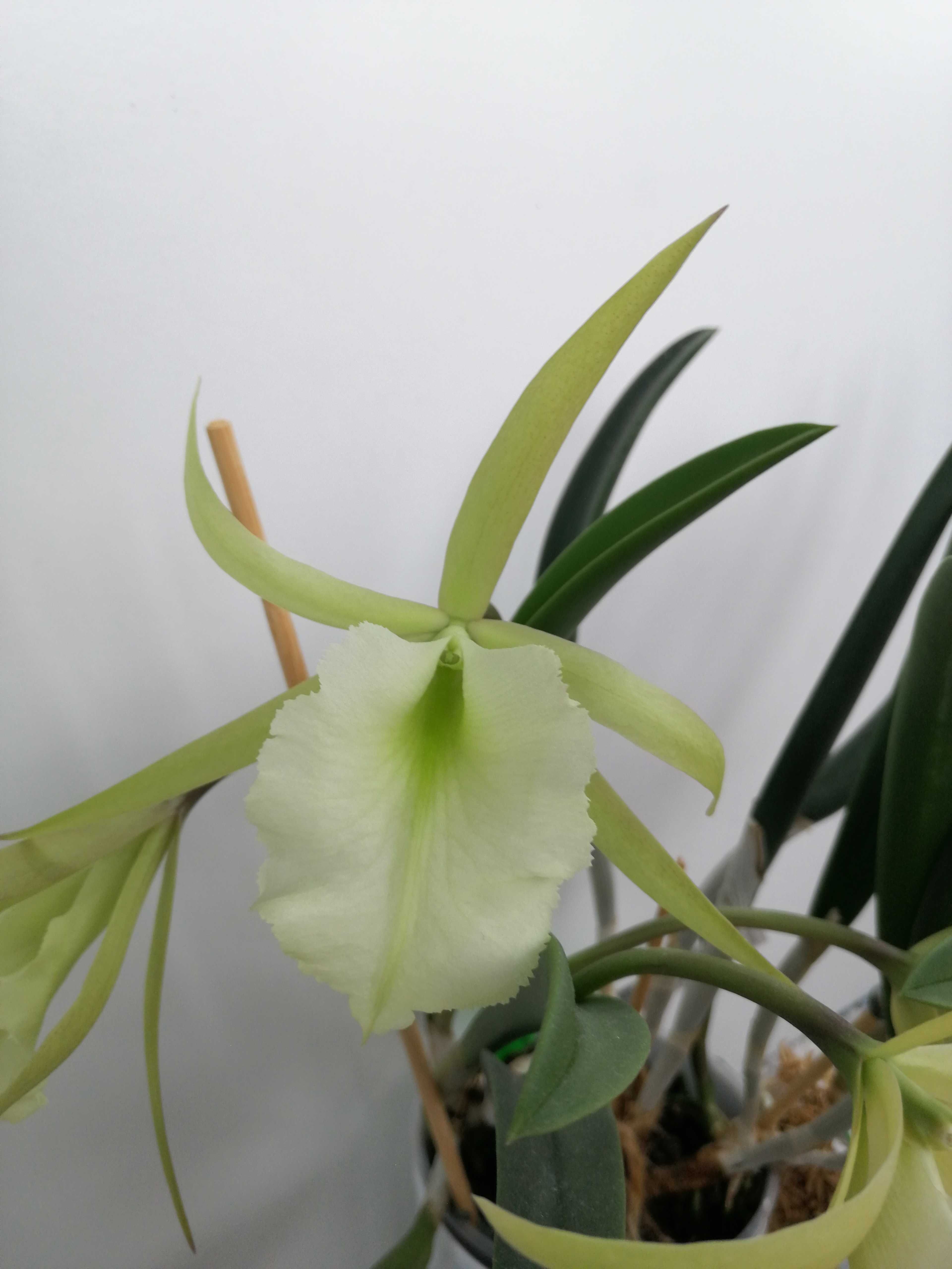 Storczyk kolekcjonerski Brassavola digbyana x nodosa