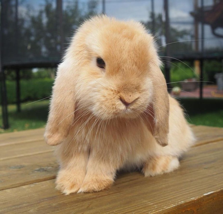 KIT Coelhos anões orelhudos, mini lop super inteligentes e dóceis