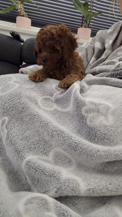 Pudel Toy Piesek Red badania