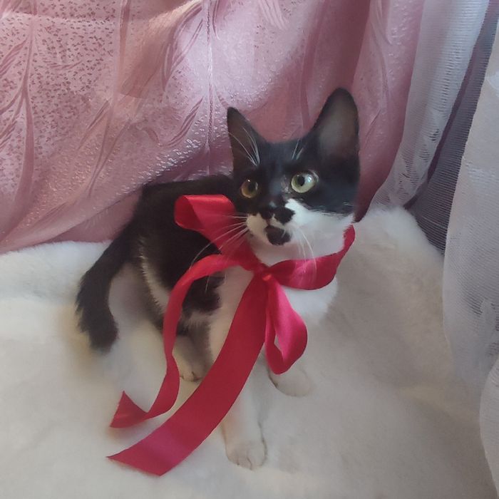 Кошенята в добрі руки