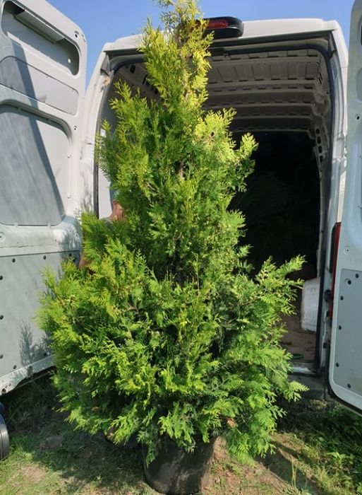 Tuja Thuja Yellow Ribbon żółty żywopłot 100-120 cm ładne, grube