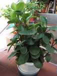 Novas plantas disponíveis