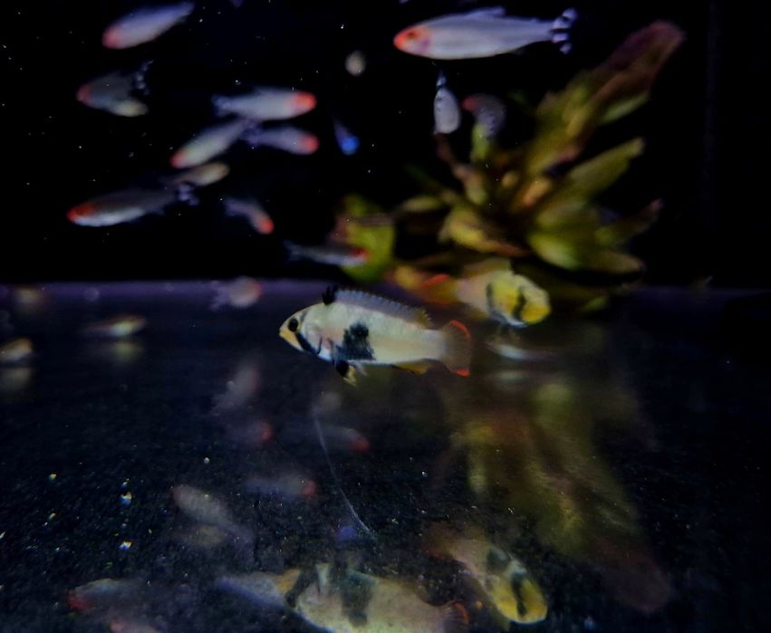 Apistogramma pandurini (pielęgniczka)