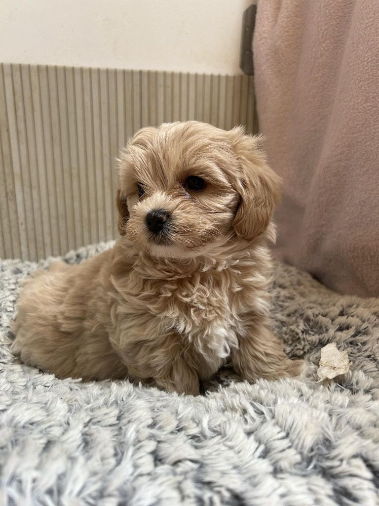 Maltipoo śliczna sunia