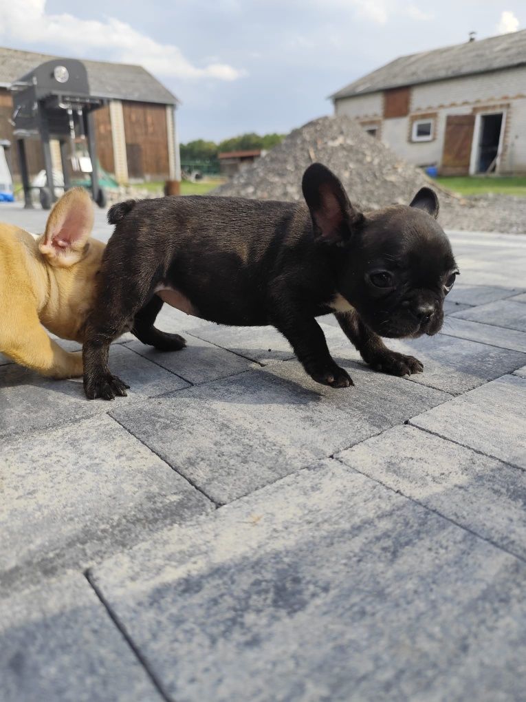 Buldog francuski sunia