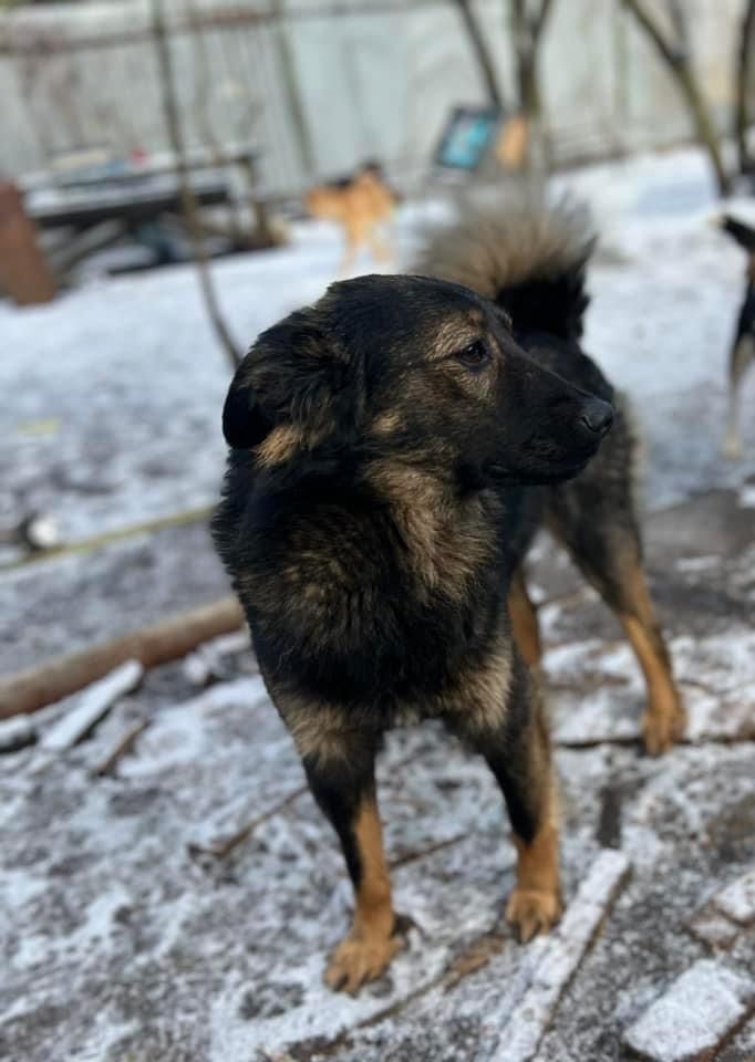 Гром - греюшка отдам в семью