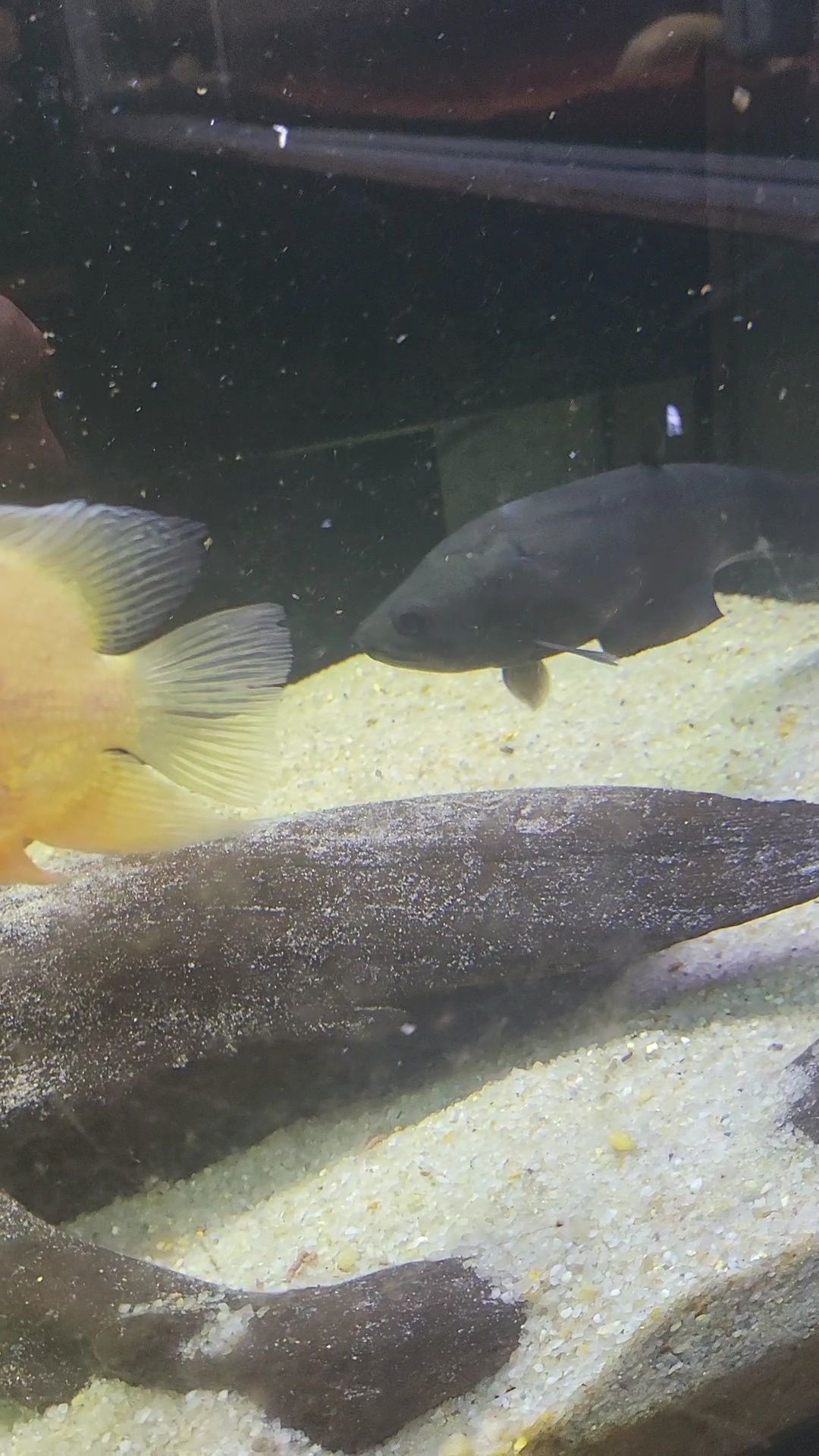 Faca Afer (Papyrocranus afer) 20-25cm