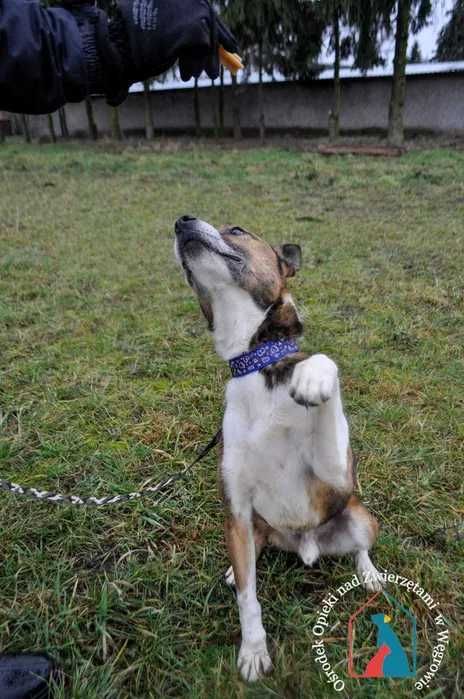 Fajny przyjazny piesek szuka domu! Adoptuj!