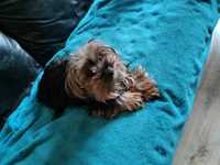 Yorkshire terrier