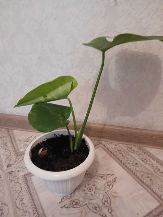 Монстера в горщику
