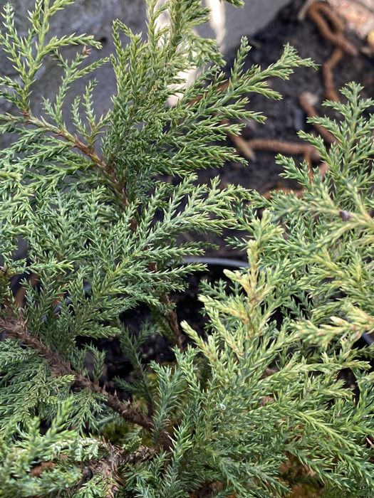 Кипарисовик Елаудс голд, Сноу Вайт, фернспрей го