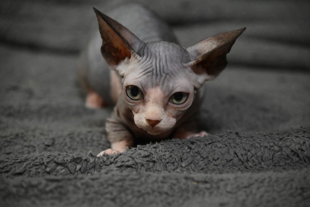 Бамбино.Канадский сфинкс.