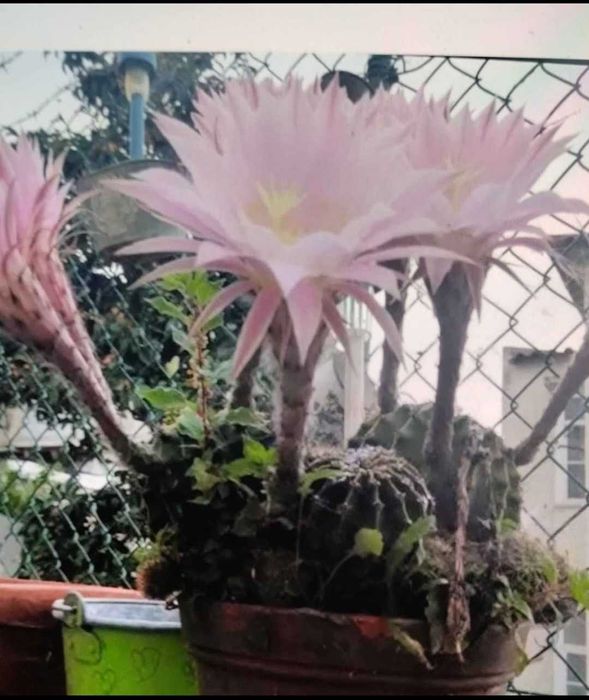 Cactos individuais pequenos ( dá flor) como se vê no vaso grande