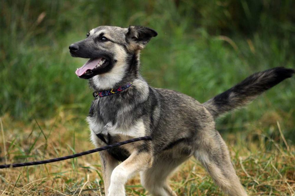 Шедоу песя 8 міс, молода та енергійна дівчинка, щеня