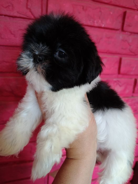 ** SUCZKA **Shih tzu szczeniaczek. Z domowej hodowli. Zapowiedz miotu.