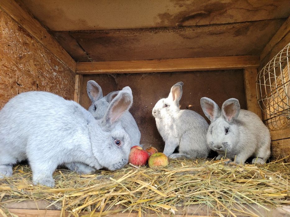 Wjs Wielki Jasno Srebrzysty samce