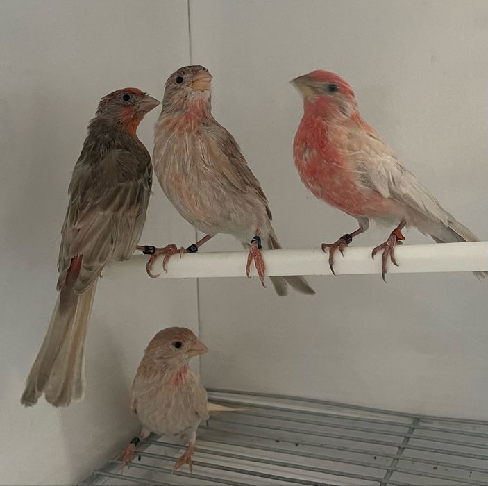 Canarios para vender a partir do valor no anuncio( avi-maia)