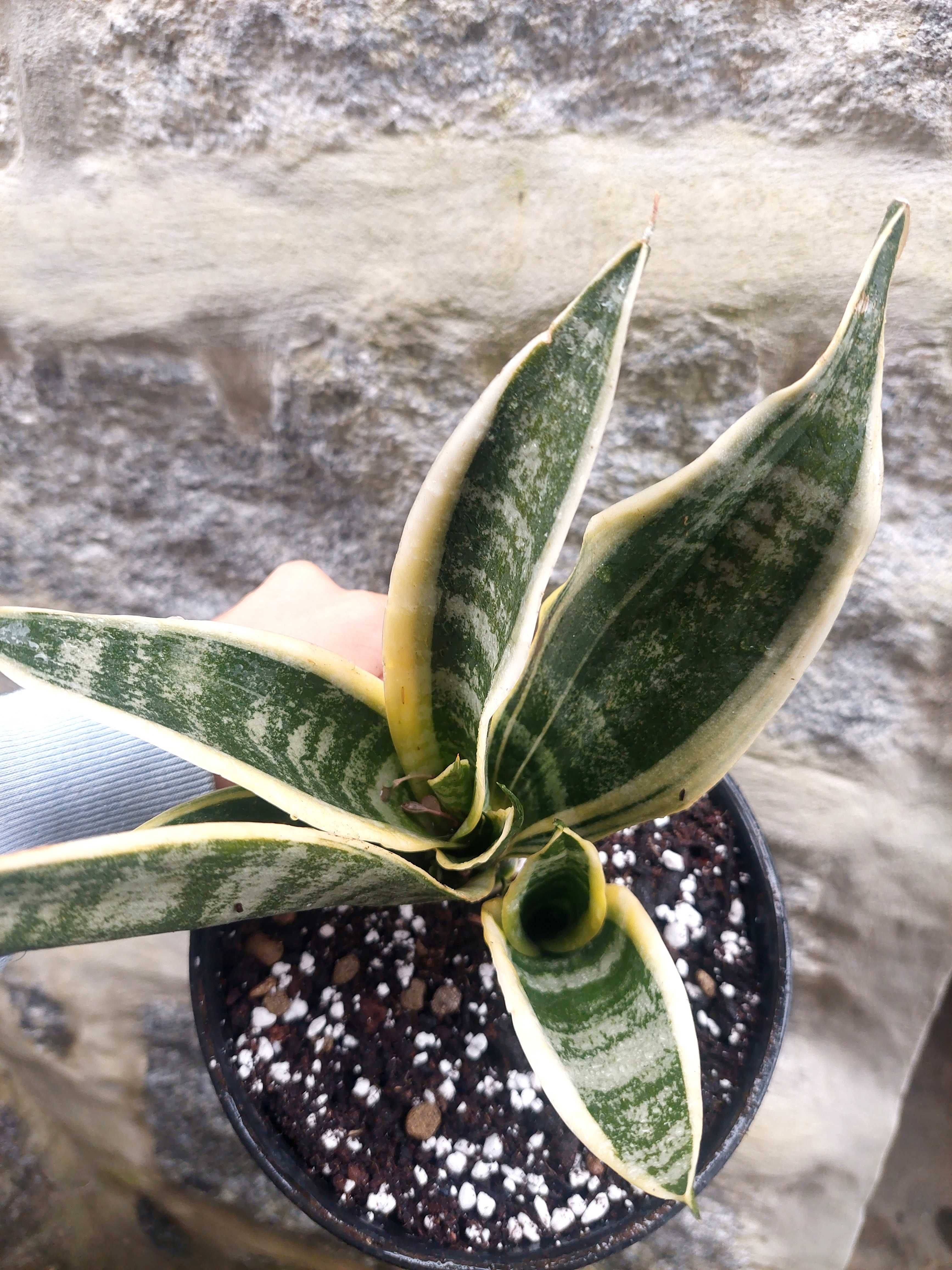 Planta Sansevieria trifasciata