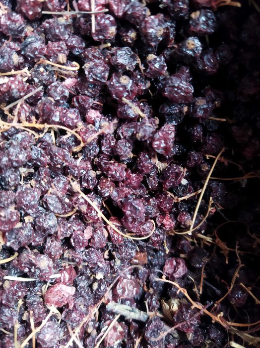 Сушені ягоди червоної смородини, поричок