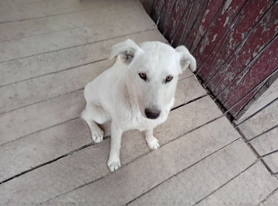 Отдам даром в добрые руки собаку метис лабрадора