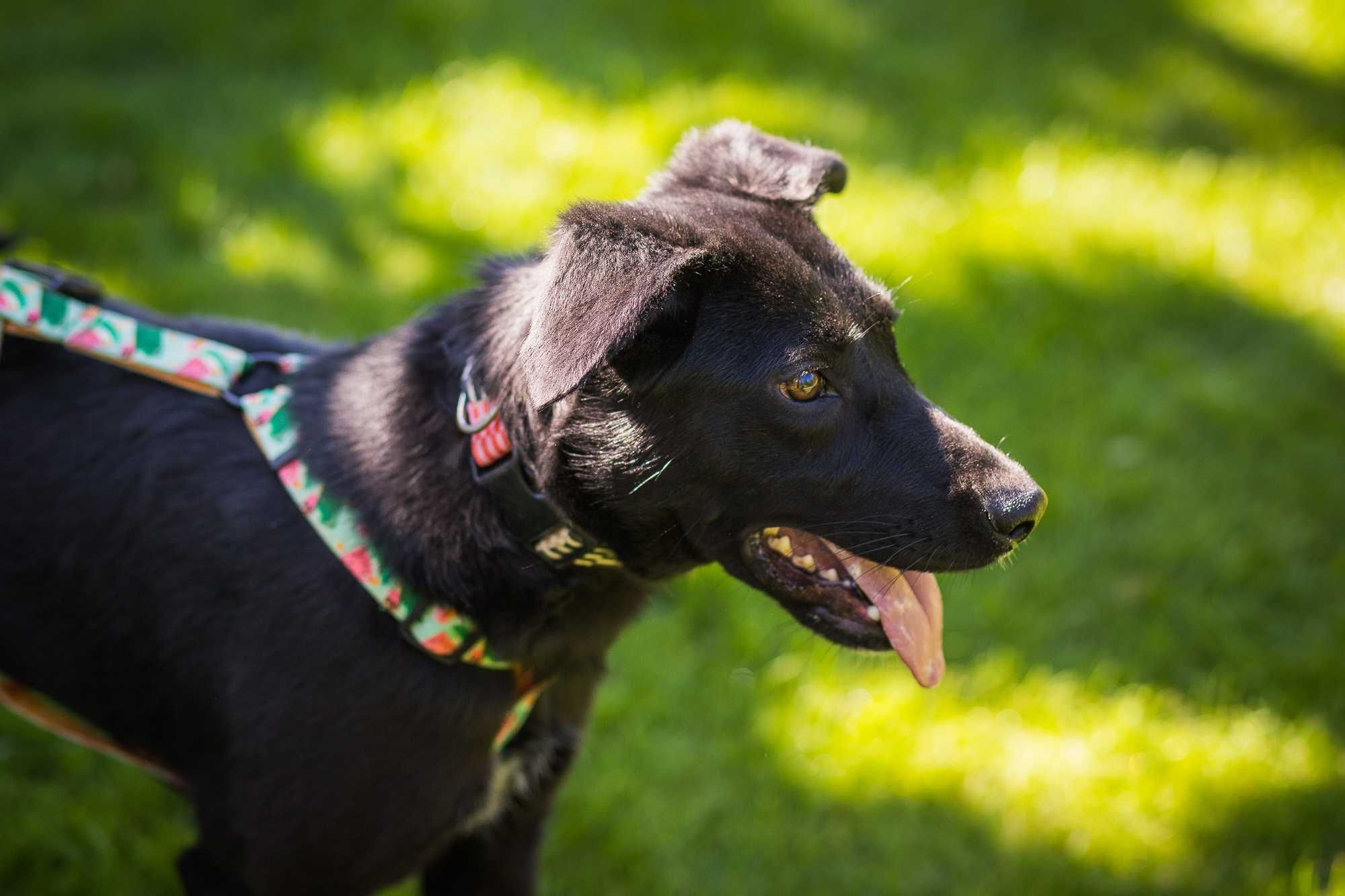 Przekochany 1,5 roczny czarny jak smoła psiak do adopcji