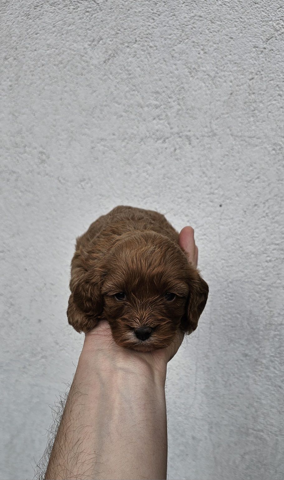 Cavapoo suczka f1