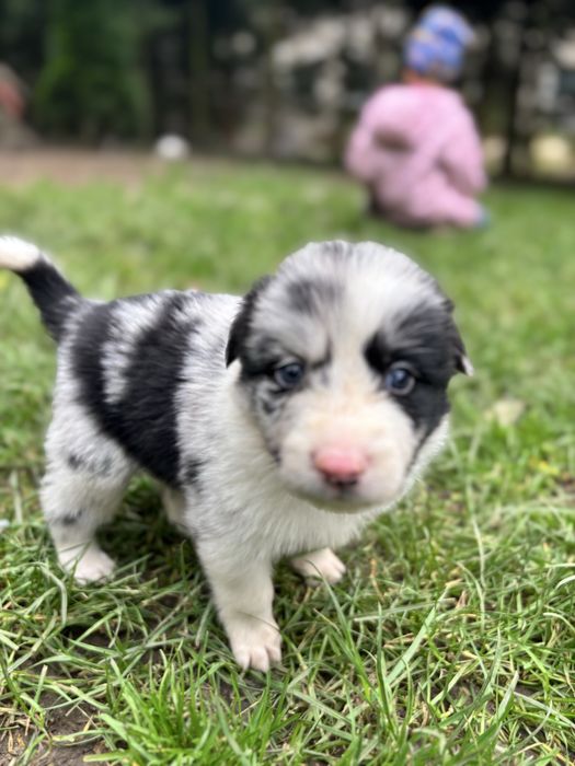 Border Collie- suczka