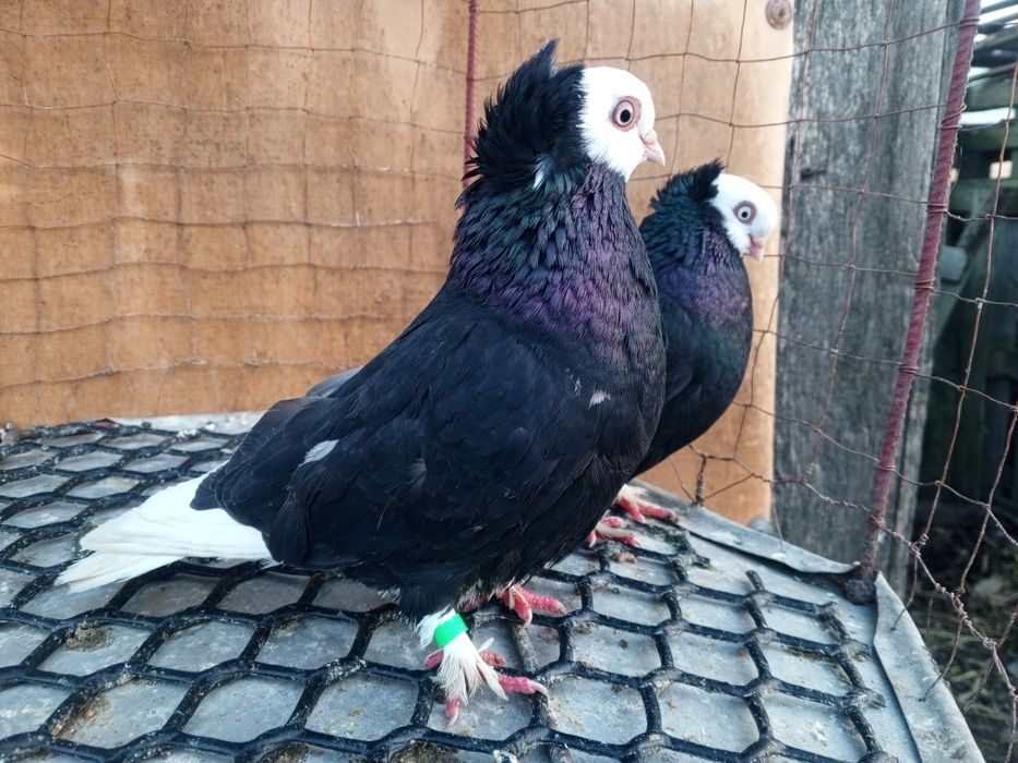 Krakowiak Krakowiaki Białogłówka Wajskopy Ptaki Gołębie ozdobne