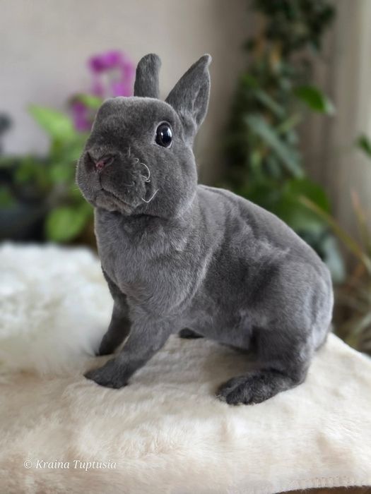 Hipoalergiczny mini rex, pluszowy karzełek, króliczek miniaturka