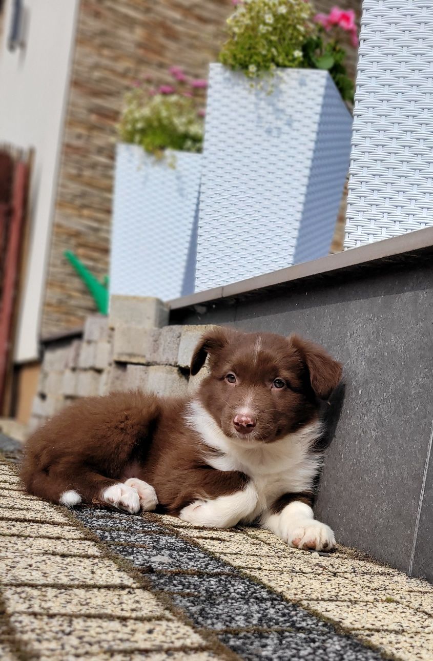 Border Collie Ślicznie Umaszczony Psiak